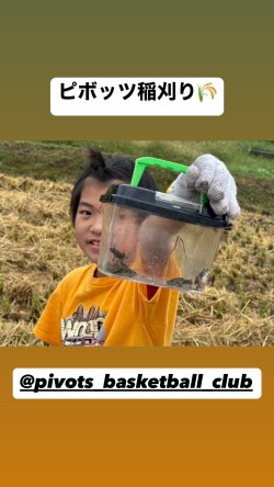 ピボッツ稲刈り🌾